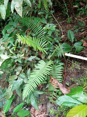 Sphaerostephanos heterocarpos