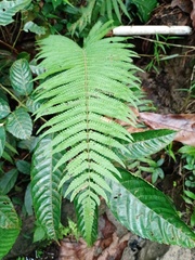 Sphaerostephanos heterocarpos