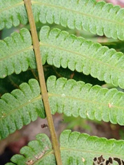 Sphaerostephanos heterocarpos