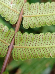 Sphaerostephanos heterocarpos