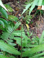 Sphaerostephanos heterocarpos