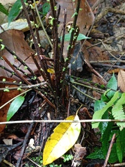 Sphaerostephanos heterocarpos