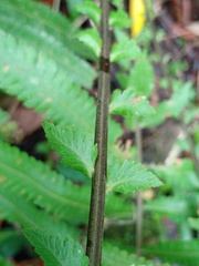 Sphaerostephanos heterocarpos