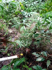 Sphaerostephanos heterocarpos