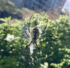 Argiope aurantia