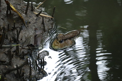 Periophthalmodon schlosseri