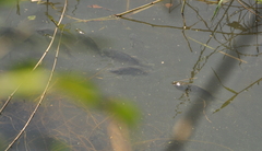 Actinopterygii