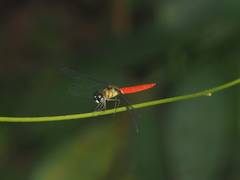 Orchithemis pulcherrima