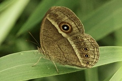 Brakefieldia perspicua