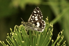Ernsta dromus