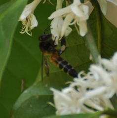 Apis dorsata