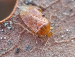 Agnocoris