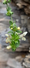 Stachys recta
