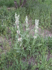 Phlomoides kirghisorum
