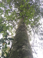 Parsonsia heterophylla