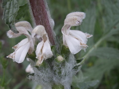 Phlomoides kirghisorum