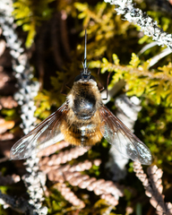 Bombylius mexicanus