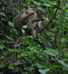 Macaca sinica