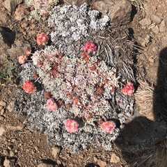 Eriogonum ovalifolium rubidum