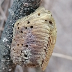 Hierodula patellifera