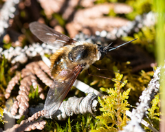 Bombylius mexicanus