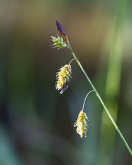 Carex castanea