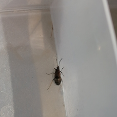 Lygaeoidea
