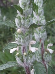 Phlomoides kirghisorum