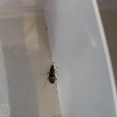 Lygaeoidea
