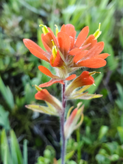 Castilleja coccinea