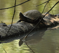 Melanochelys trijuga