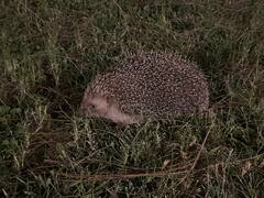Erinaceus concolor