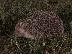 Erinaceus concolor