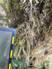 Micropolypodium okuboi