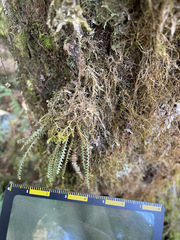 Micropolypodium okuboi