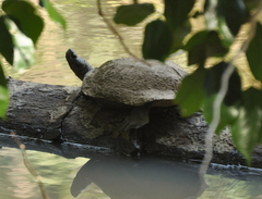 Melanochelys trijuga