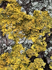 Xanthoria parietina