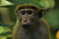 Macaca sinica