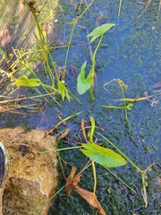 Sagittaria intermedia
