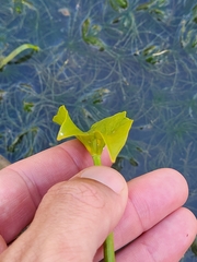 Sagittaria intermedia