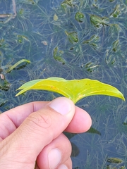 Sagittaria intermedia