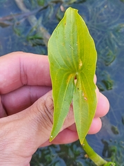 Sagittaria intermedia