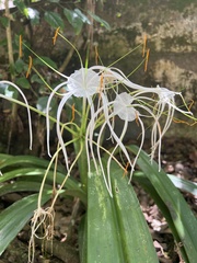 Hymenocallis