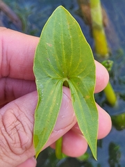 Sagittaria intermedia