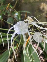 Hymenocallis