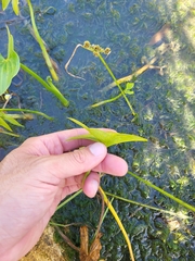 Sagittaria intermedia