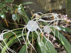 Hymenocallis