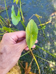 Sagittaria intermedia