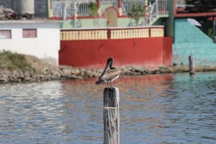 Pelecanus occidentalis
