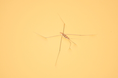 Limnometra